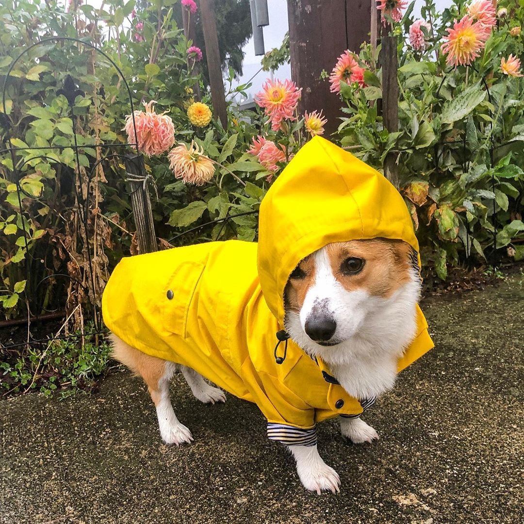 The "Vintage Voyage" Dog Coat
