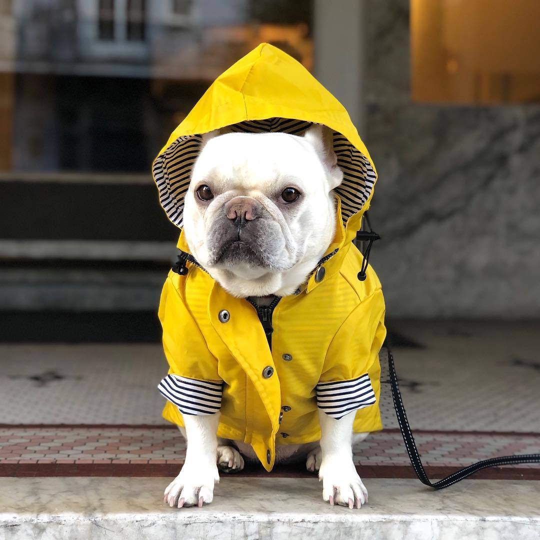 The "Vintage Voyage" Dog Coat